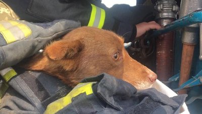На Дніпропетровщині рятувальники витягли собаку з покинутої будівлі