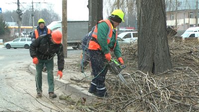 "Це м’яка і крихка порода": як у Вінниці обрізають дерева