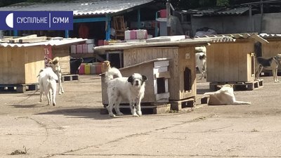 У Сумах влаштують виставку-фестиваль, аби знайти дім безпритульним тваринам У Сумах влаштують виставку-фестиваль, аби знайти дім безпритульним тваринам