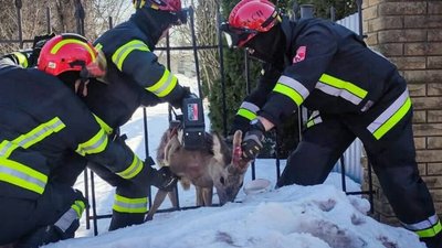 рятувальники допомогли косулі