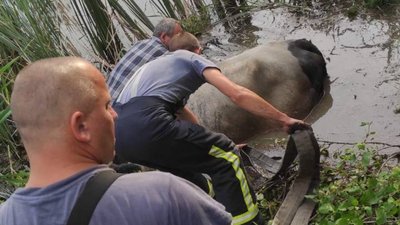 Рятувальники витягнули з рову корову Рятувальники витягнули з рову корову