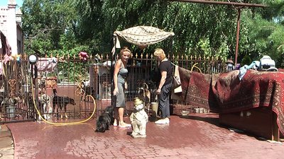 В Запорізькій області мешканка села створила собачий притулок