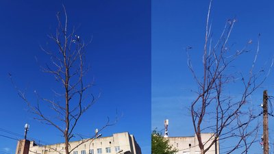 На фото: платани, які ймовірно не прийнялись. На фото: платани, які ймовірно не прийнялись.