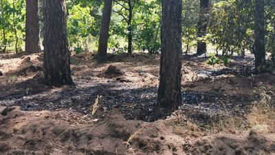 У лісах Полтавщини від початку року сталося 11 пожеж У лісах Полтавщини від початку року сталося 11 пожеж
