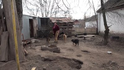 На Житомирщині зооволонтери допомагають покинутим через війну тваринам На Житомирщині зооволонтери допомагають покинутим через війну тваринам