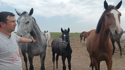 коні, яких доглядають коні, яких доглядають