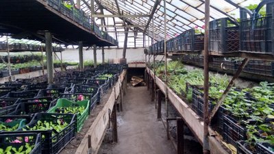 У Кропивницькому виростили 270 тисяч саджанців квітів для висадки на клумби У Кропивницькому виростили 270 тисяч саджанців квітів для висадки на клумби