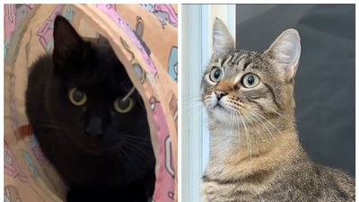 кішки, котики