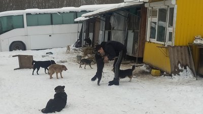 Зоозахисник із Сум закликає стерилізувати безпритульних тварин, аби регулювати їх чисельність