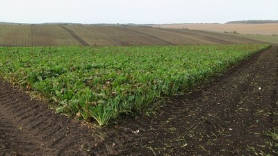 Цього року цукрових буряків посіяли на меншій площі через холодну й дощову весну Цього року цукрових буряків посіяли на меншій площі через холодну й дощову весну