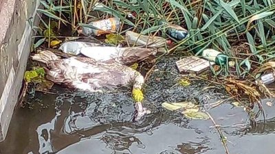 У Кропивницькому вбили лебедів. Поліція шукає причетних У Кропивницькому вбили лебедів. Поліція шукає причетних