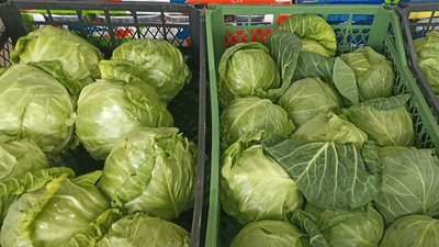 На ринку Житомира вилучили з продажу 20% овочів через перевищений рівень нітратів На ринку Житомира вилучили з продажу 20% овочів через перевищений рівень нітратів