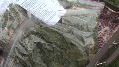 Вирощують та засушують у громаді астрагал шерсткоквітковий, який кажуть у селі, очищує організм від токсинів. Фото: Суспільне Поділля