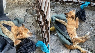 "Була дуже важка, мабуть довго боролася за життя". У Запоріжжі лікують чотирилапу, врятовану після масованого обстрілу "Була дуже важка, мабуть довго боролася за життя". У Запоріжжі лікують чотирилапу, врятовану після масованого обстрілу