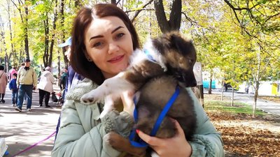 "Щастя не має породи" – у Миколаєві шукали домівки для безпритульних собак "Щастя не має породи" – у Миколаєві шукали домівки для безпритульних собак