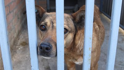 У Вінниці шукають господарів для собак, яких евакуювали із гарячих точок У Вінниці шукають господарів для собак, яких евакуювали із гарячих точок