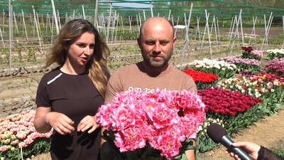 Родина з Хмельниччини має власне тюльпанове поле, на якому цвіте понад 50 сортів квітів