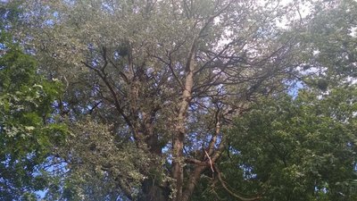 170-річне Львівське дерево потребує спеціального обслуговування 170-річне Львівське дерево потребує спеціального обслуговування