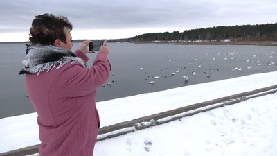 На Рівненщині зимують лебеді з Румунії та Латвії
