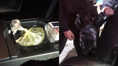 Службовий пес "Лунтік" виявив наркотики, які намагалися перевезти через "Ягодин"