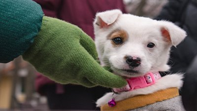 Щастя не має породи. У Миколаєві безпородні собаки шукали господарів Щастя не має породи. У Миколаєві безпородні собаки шукали господарів