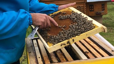 Карпатську бджолу розмножують пасічники із Загаття на Закарпатті Карпатську бджолу розмножують пасічники із Загаття на Закарпатті