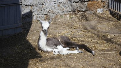 В Одеському зоопарку народилося дитинча лами. СУСПІЛЬНЕ | ВІДЕОНОВИНИ