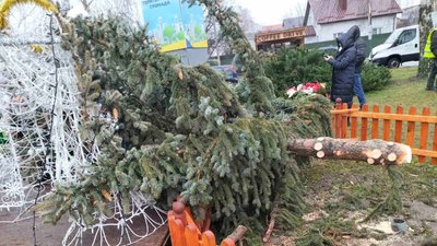 На Рівненщині від сильного вітру впала головна ялинка На Рівненщині від сильного вітру впала головна ялинка
