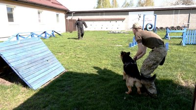 Шукають зброю, наркотики, допомагають у пошуку людей: як в Житомирі дресирують собак Шукають зброю, наркотики, допомагають у пошуку людей: як в Житомирі дресирують собак