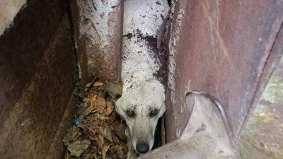 На Херсонщині співробітники ДСНС врятували з пастки вагітну собаку