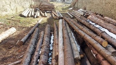 На Прикарпатті поліція обшукувала території лісових господарств через незаконну рубку