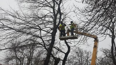 У Херсоні почали прибирати аварійні дерева