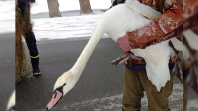 На Чернігівщині надзвичайники врятували двох лебедів із замерзлої водойми На Чернігівщині надзвичайники врятували двох лебедів із замерзлої водойми