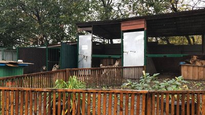 Утримання безпритульних тварин у Полтавській ТГ: на що саме витрачатимуть 8 мільйонів гривень Утримання безпритульних тварин у Полтавській ТГ: на що саме витрачатимуть 8 мільйонів гривень