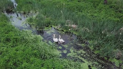 Екологія водойм на Черкащині: Ірдинь — річка, яку живить болото Екологія водойм на Черкащині: Ірдинь — річка, яку живить болото