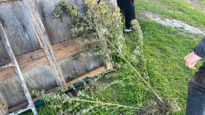 Вилучені кущі коноплі