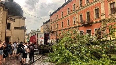 У Львові буревій пошкодив п'ять історичних дерев У Львові буревій пошкодив п'ять історичних дерев
