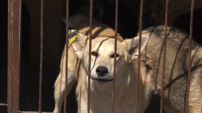 Домівка для Мушки. Калуські волонтери шукають господаря для собаки з Харкова Домівка для Мушки. Калуські волонтери шукають господаря для собаки з Харкова