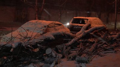 Через пориви вітру у Полтаві зафіксували 9 випадків повалення дерев