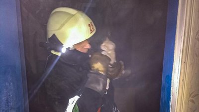 На пожежі під Харковом врятували руде кошеня На пожежі під Харковом врятували руде кошеня