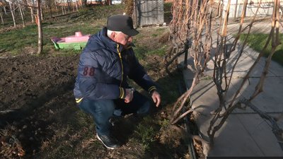 Черкаський виноградар поділився секретами вдалого вирощування культури Черкаський виноградар поділився секретами вдалого вирощування культури