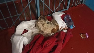 Собака, яку врятував поліцейський у Глобино Собака, яку врятував поліцейський у Глобино