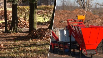Восени на львівську компостувальну станцію привезли 1500 тонн листя