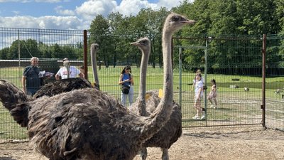 Сім’я молодих африканських страусів з’явилась в екопарку під Полтавою