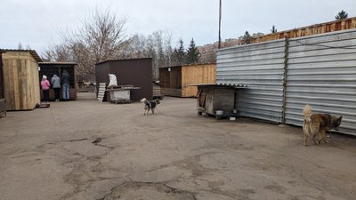 Як волонтери у Сумах прилаштовували безпритульних тварин Як волонтери у Сумах прилаштовували безпритульних тварин