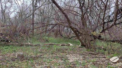 Поліція затримала чоловіка за вирубку лісу у ландшафтному парку на Сумщині Поліція затримала чоловіка за вирубку лісу у ландшафтному парку на Сумщині