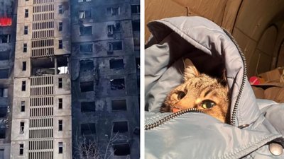 Харківського кота Степана евакуювали до Франції Харківського кота Степана евакуювали до Франції