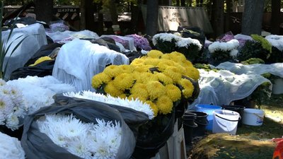 2 жовтня в харківському екопарку — "Бал хризантем"