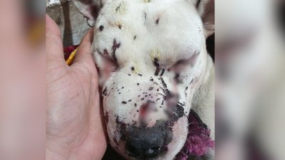 У Шполі стріляли в собаку