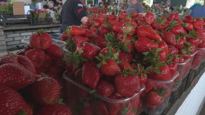 Сезон полуниці: звідки і за скільки продають ягоду на вінницьких ринках Сезон полуниці: звідки і за скільки продають ягоду на вінницьких ринках